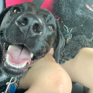 Meet your Posher, Sydney